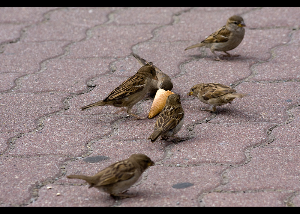 ~~ Ganze 6 Vögel und ein Waffeleis ~~