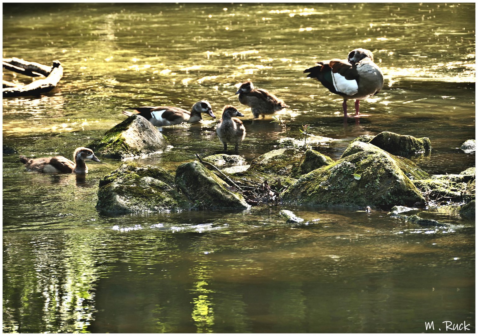 Ganze Familien kommen ans Wasser ,