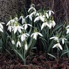 ganze Großfamilien im Garten