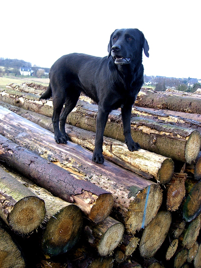 Ganzer Labrador auf Holzspiegel an leichtem Januarhimmel