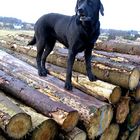 Ganzer Labrador auf Holzspiegel an leichtem Januarhimmel