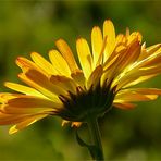 Ganzjährig blühen bei uns jetzt die Ringelblumen.