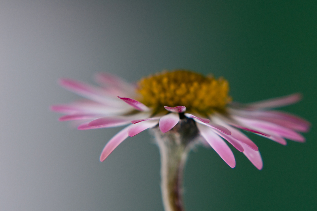 Ganzjahresblümchen