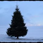 Ganzjahresweihnachtsbaum