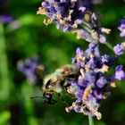 Ganzkörper-Pelz tragen - auch im Hochsommer - Hummeln sind hart im Nehmen!