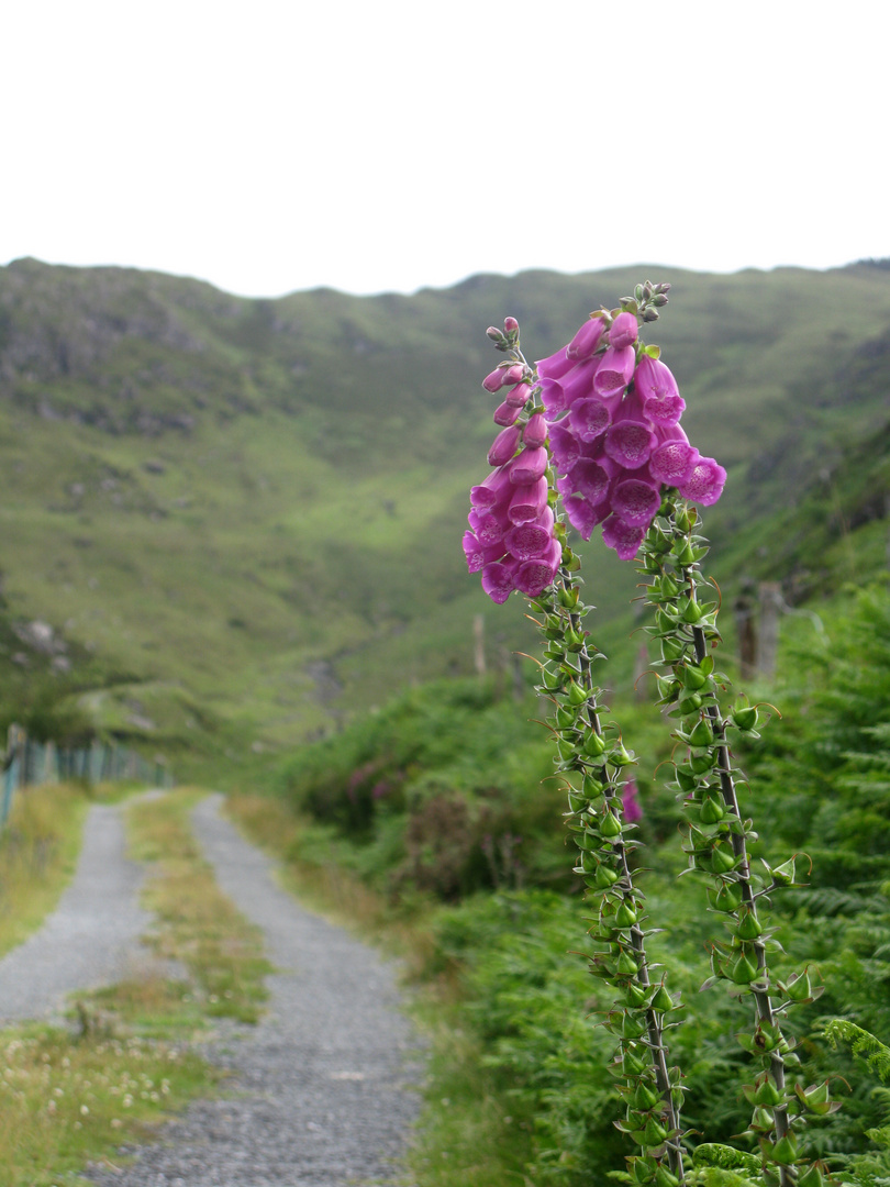 Gap of Dunloe