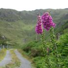 Gap of Dunloe