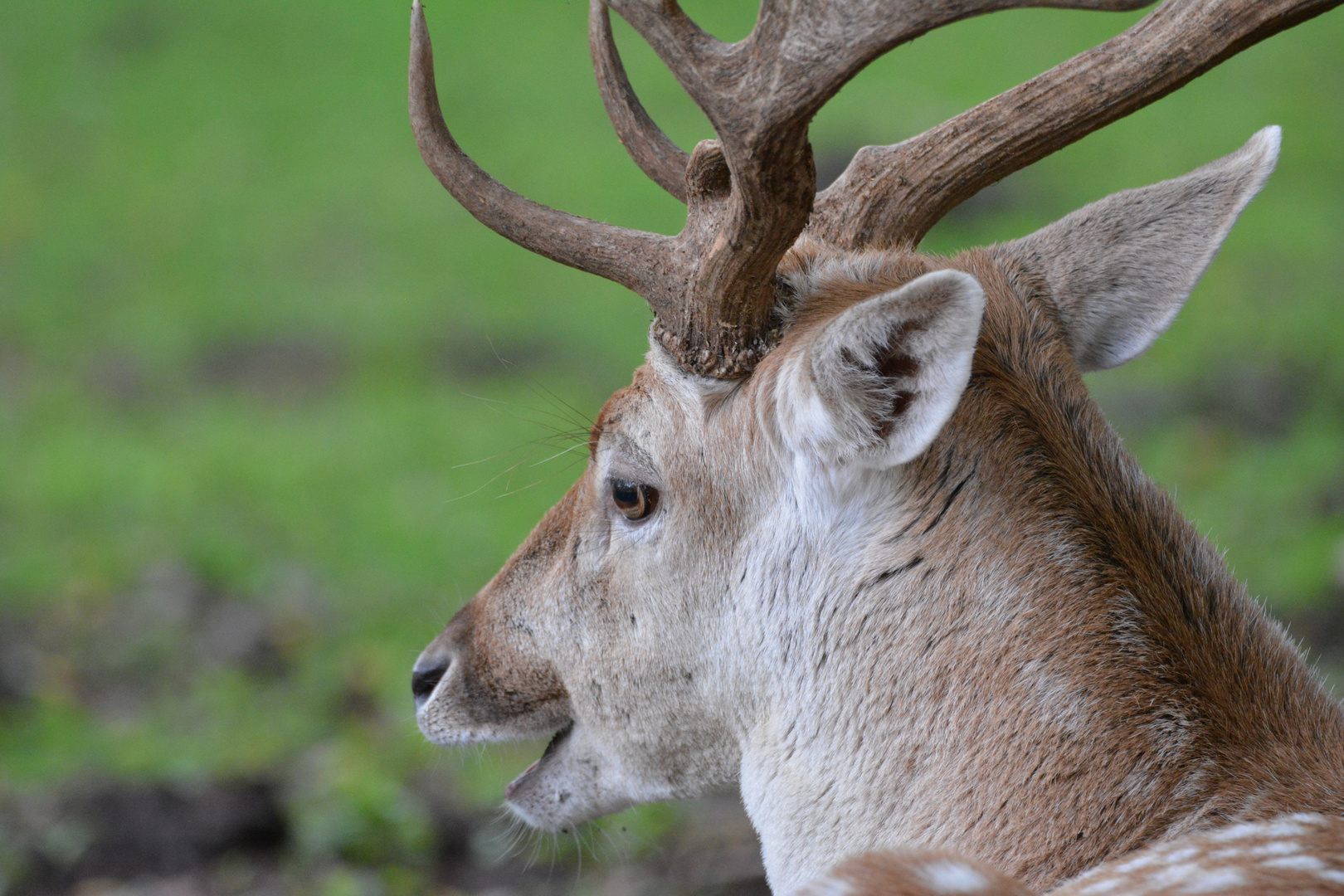 Gaping Elk