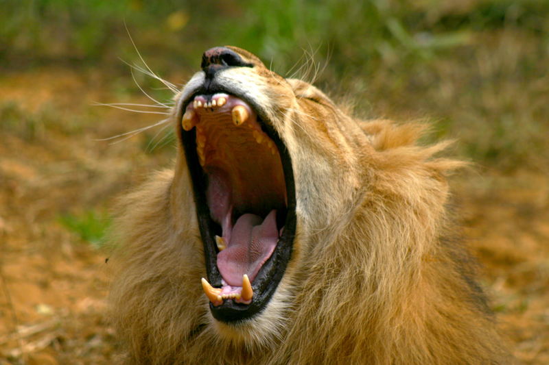 gaping lion