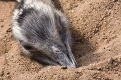 Gar nicht so einfach- den Kopf in den Sand zu stecken