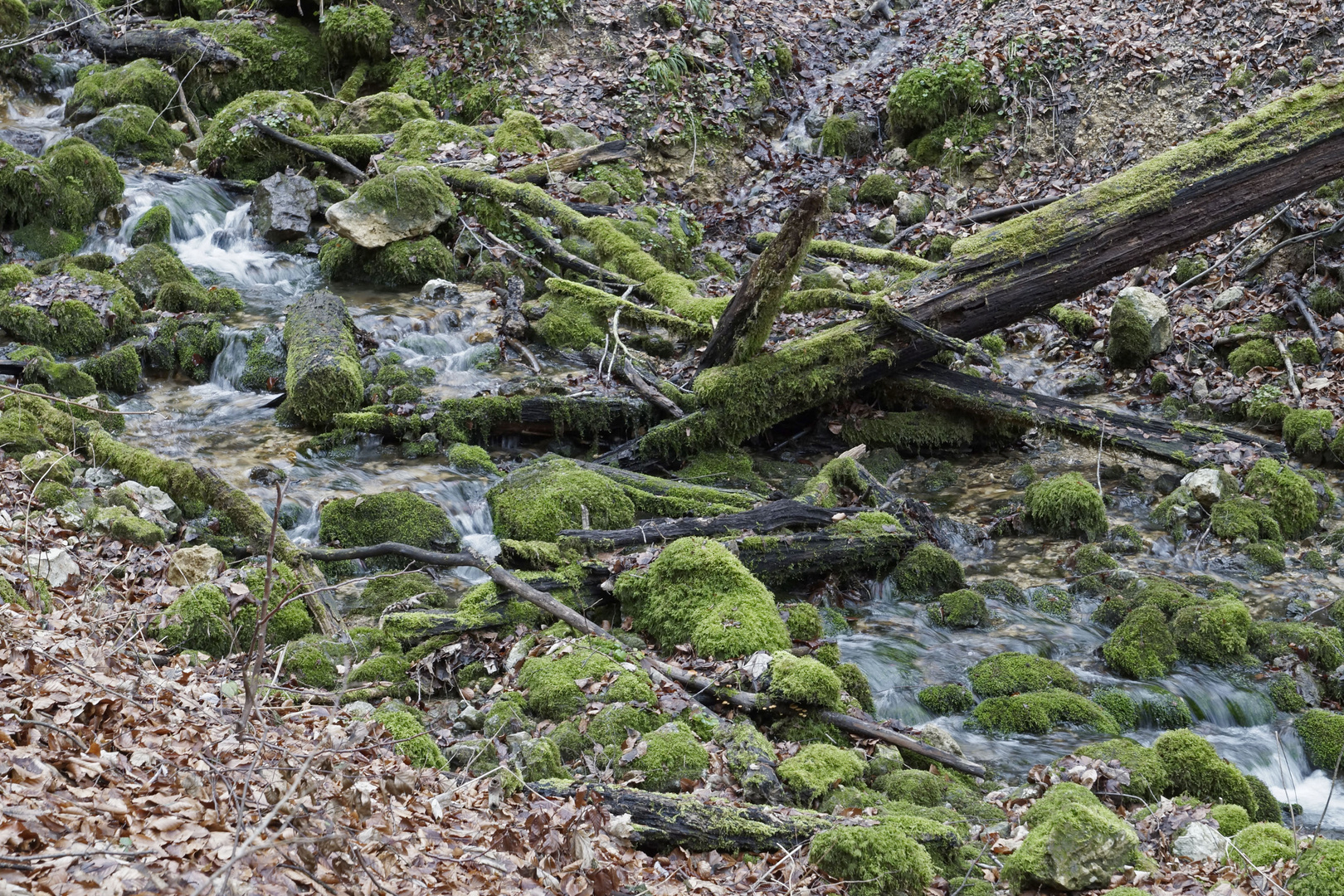 Gar nicht winterlich, wo bleibt der Schnee?