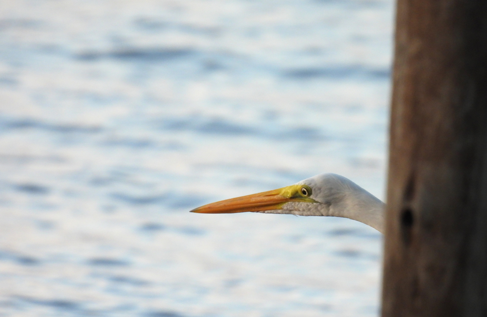 Garça-branca-grande - Ardea alba