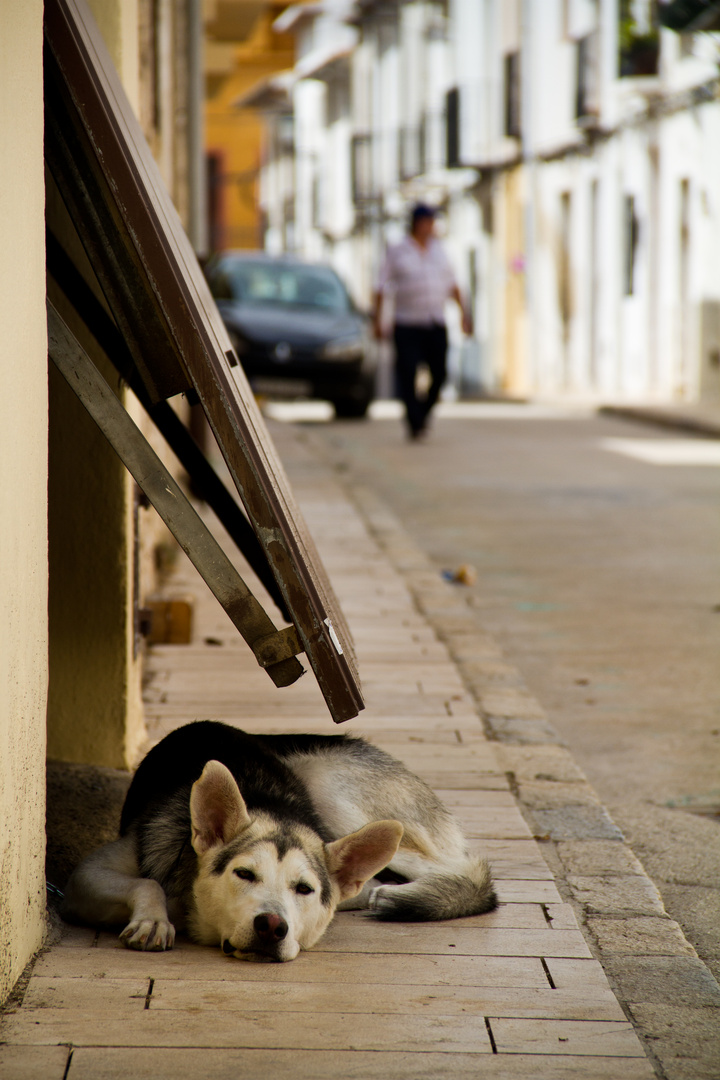 Garagenhund