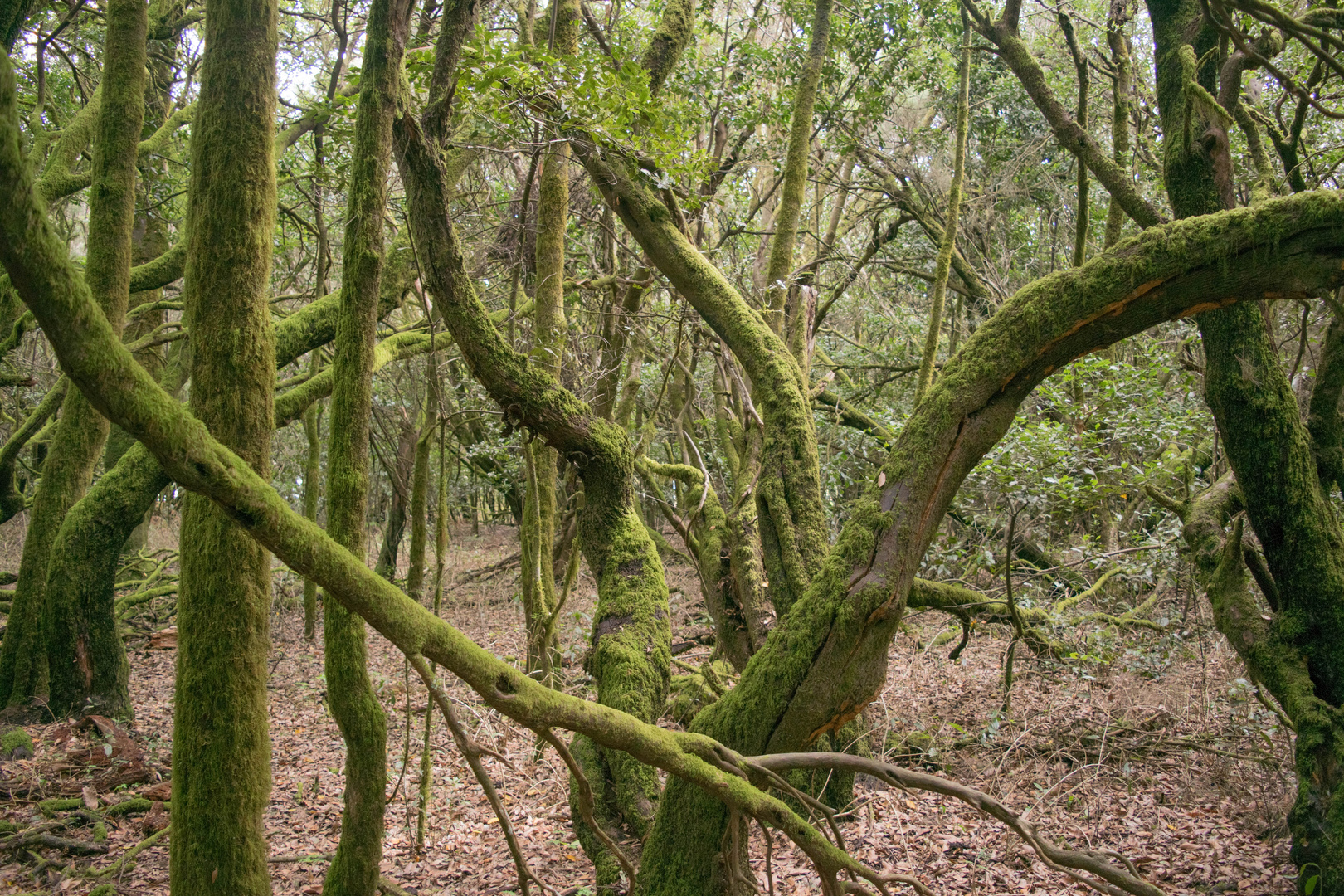 Garajonay-Nationalpark auf La Gomera