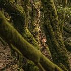 Garajonay-Nationalpark auf La Gomera