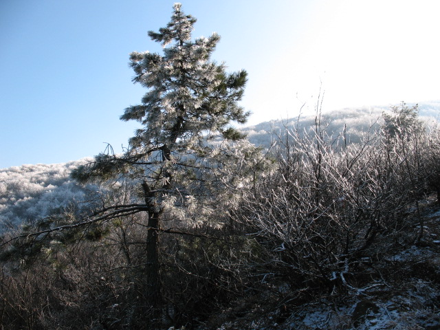 Garaverna sul Monte Colma(AL/GE)