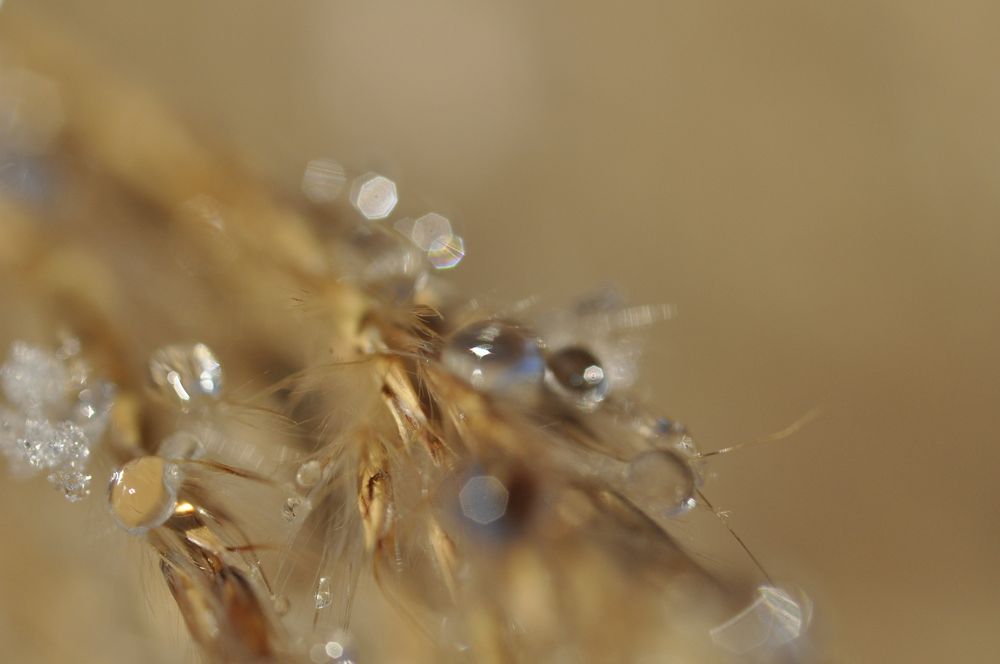 Garbe mit Wassertropfen