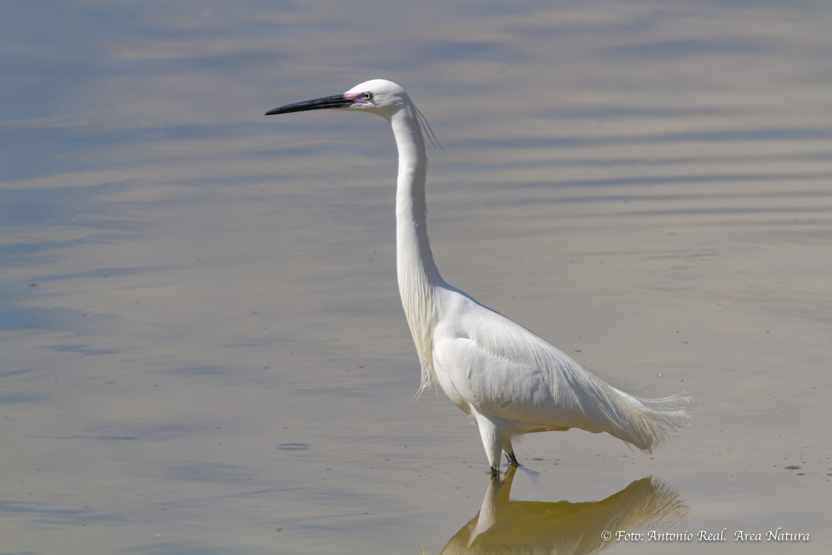 Garceta común. (Egretta garcetta)