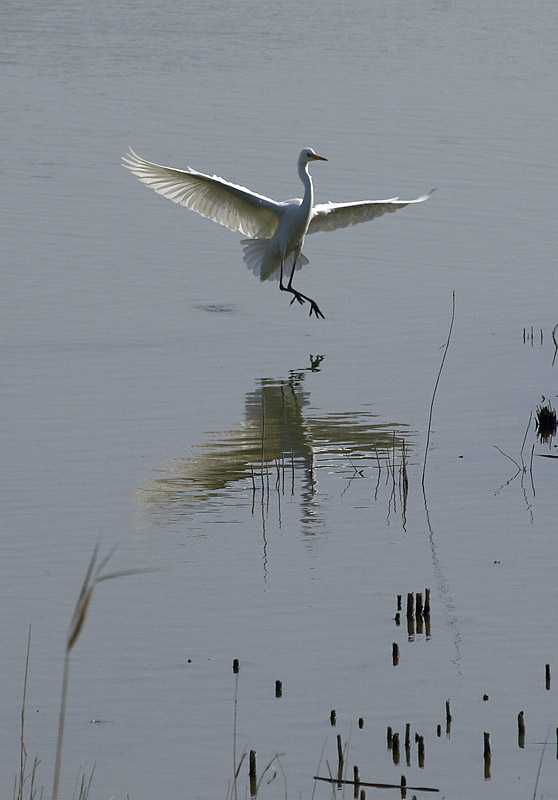 garceta grande (Egretta alba)