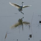 garceta grande (Egretta alba)