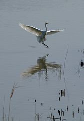 garceta grande (Egretta alba)