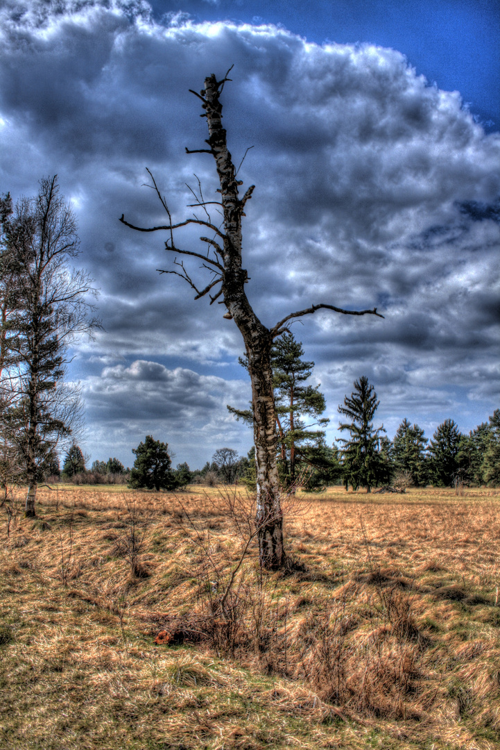 Garchinger Heide 2