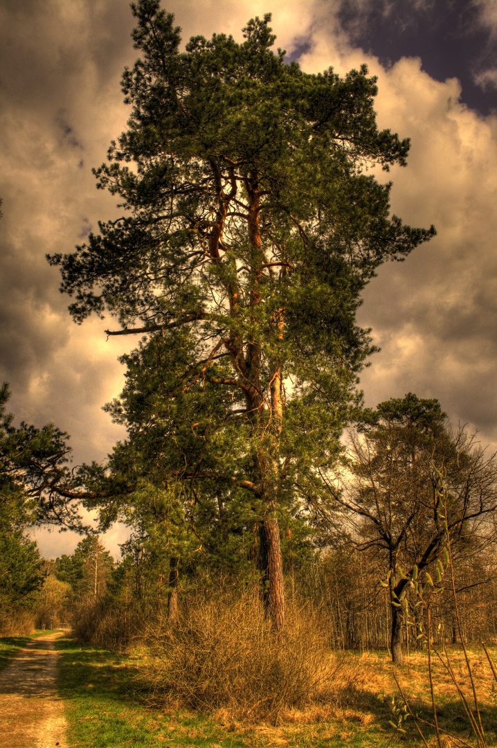 Garchinger Heide Kiefer