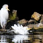 Garcillas bueyeras - Bubulcus ibis