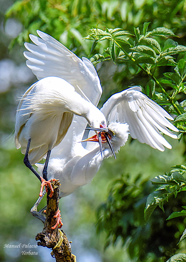 Garcillas bueyeras - Bubulcus ibis