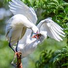 Garcillas bueyeras - Bubulcus ibis