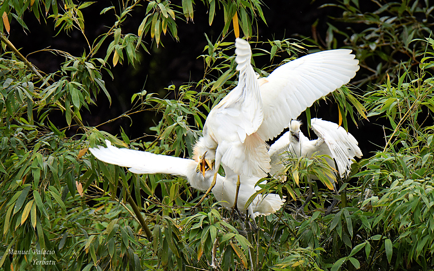 Garcillas bueyeras cebando - Babulcus ibis