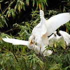 Garcillas bueyeras cebando - Babulcus ibis