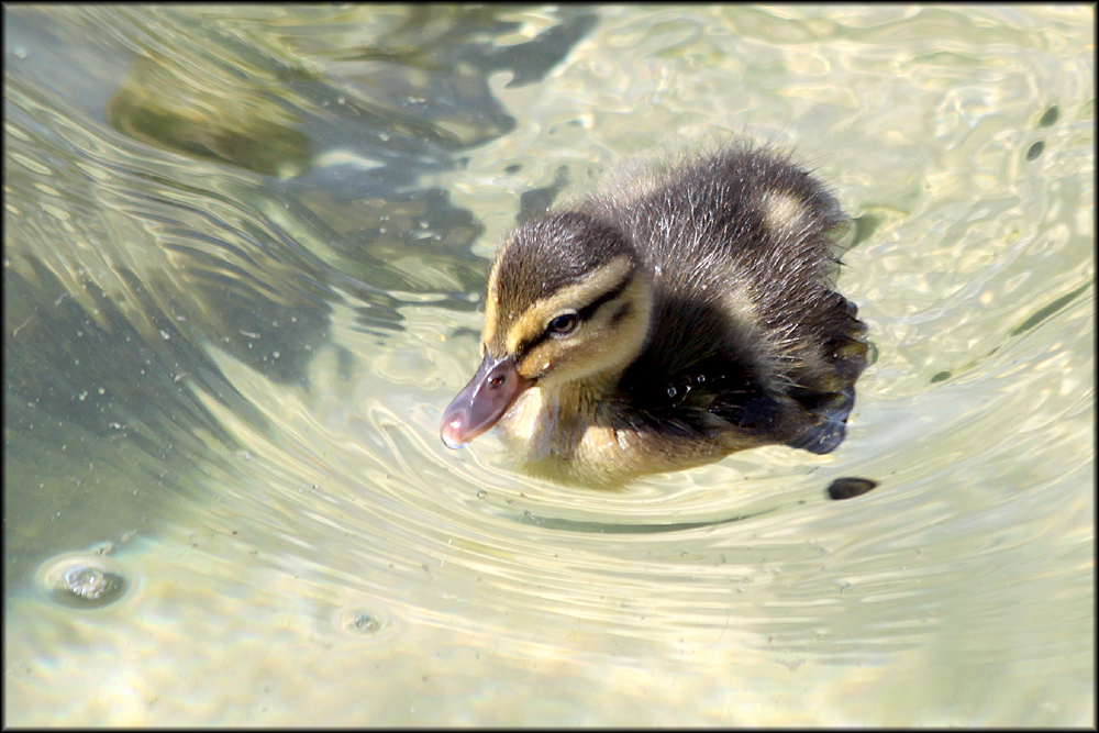 Gardasee 2014 (2) Enten-Nachwuchs
