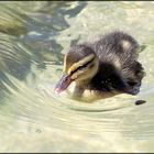 Gardasee 2014 (2) Enten-Nachwuchs