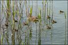 Gardasee 2014 (3) Familien-Idyll von Silber-Distel 