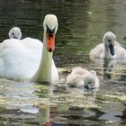 Gardasee Schwanenkinder