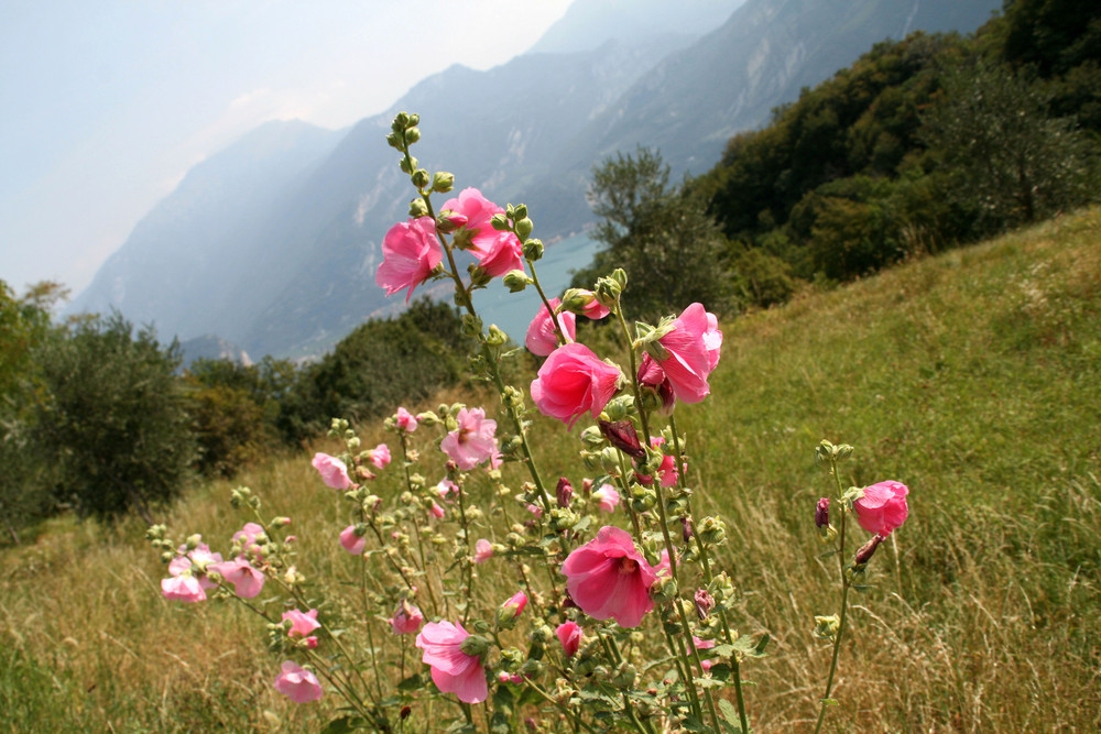 Gardasee von Pregasina aus