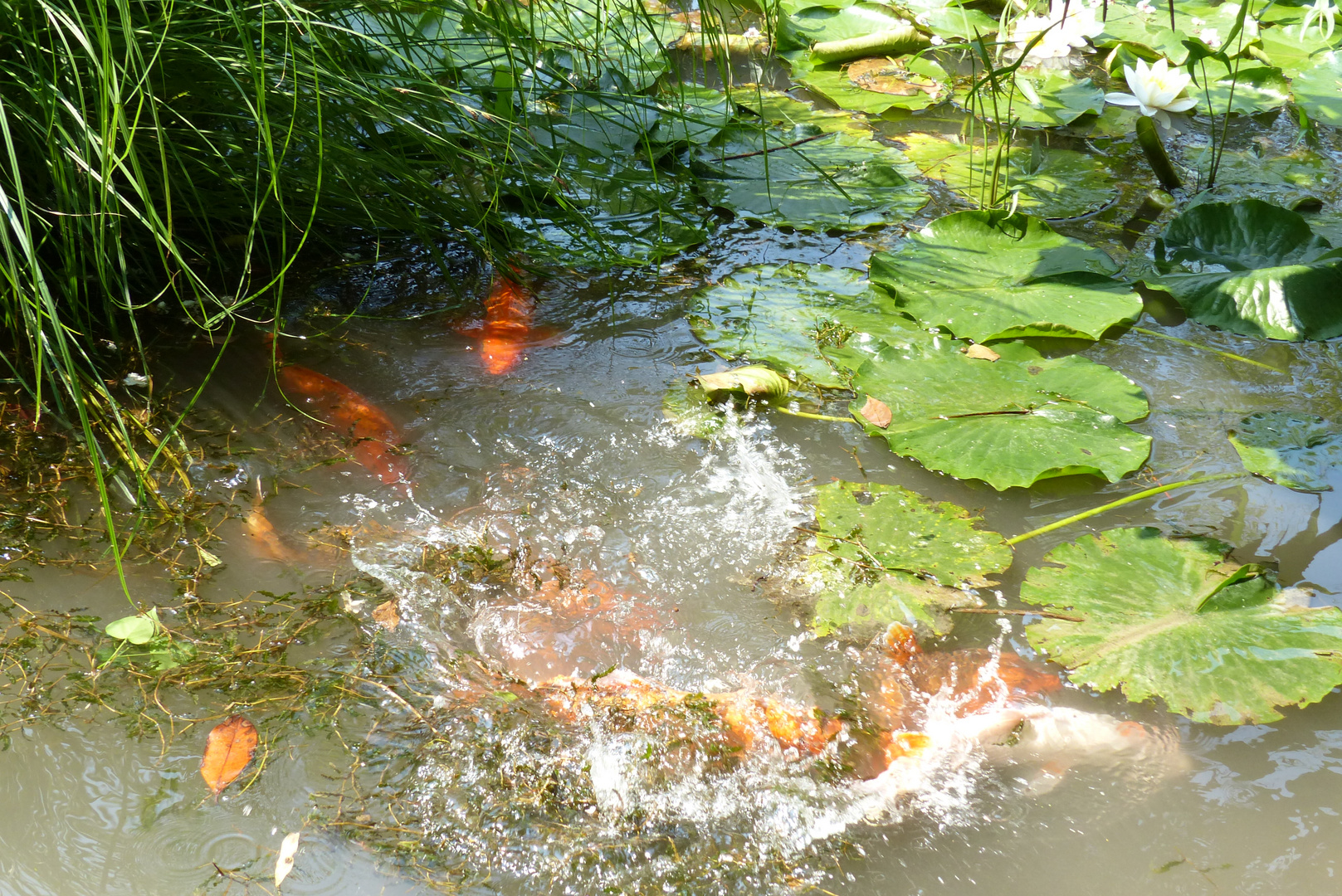 Gardasee - Zauberpark