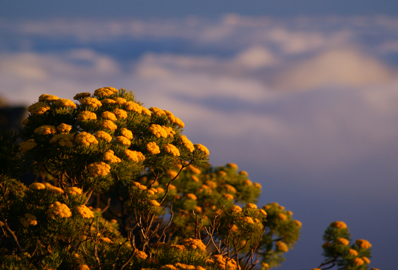 Garden at the top of the world