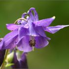 garden beauty