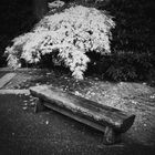 Garden Bench