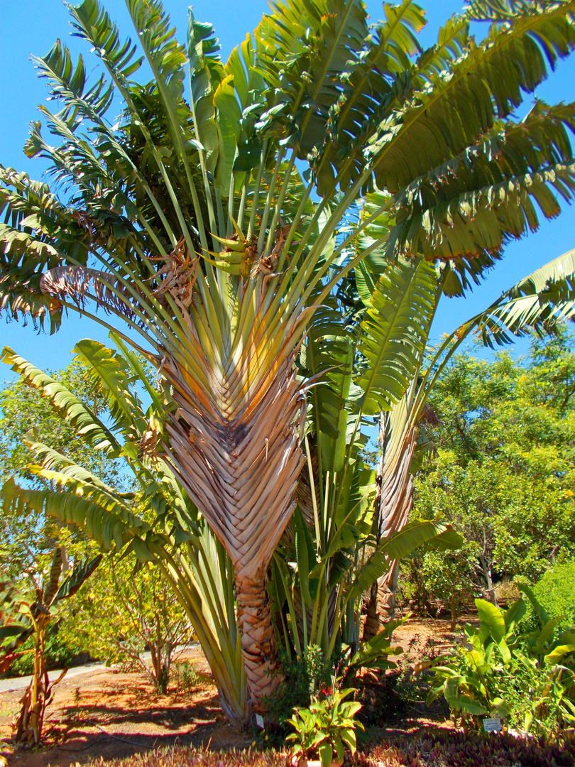 Garden Botanic 2 , Maspalomas