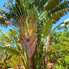 Garden Botanic 2 , Maspalomas