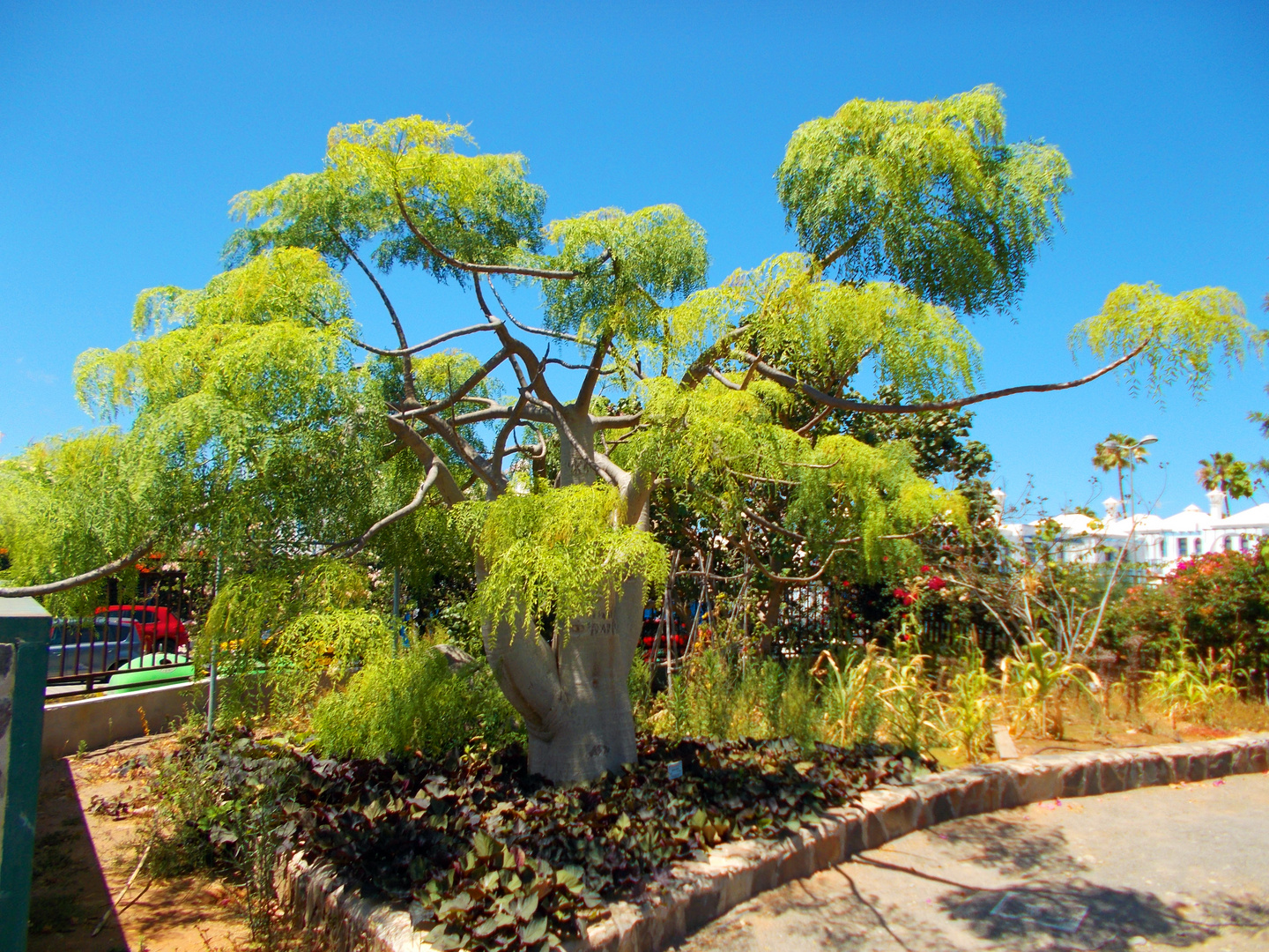 Garden Botanic 3, Maspalomas