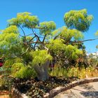 Garden Botanic 3, Maspalomas