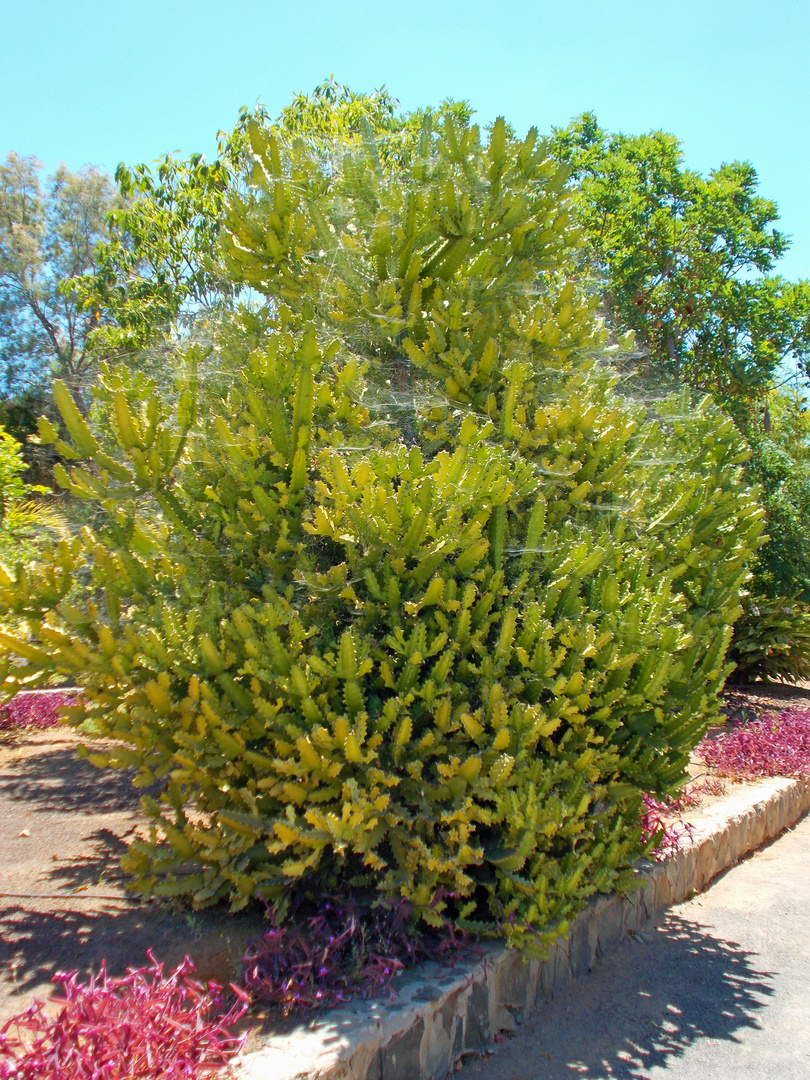 Garden botanic, Gran Canaria