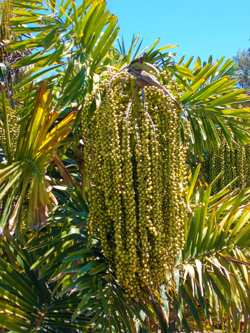 Garden Botanic ,Maspalomas