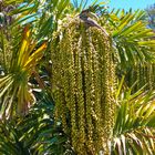 Garden Botanic ,Maspalomas