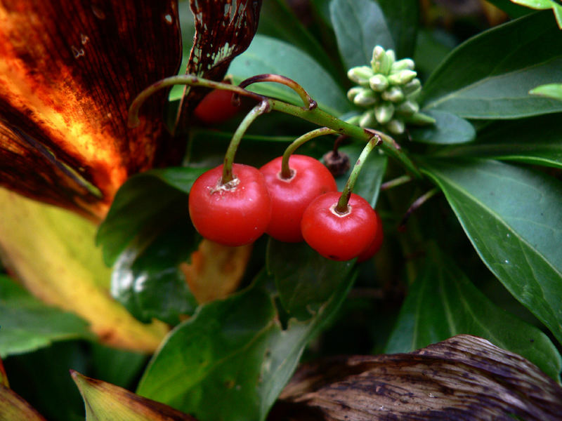 garden colors