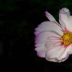 Garden Cosmos